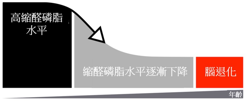 逆轉大腦機能衰退 提升腦部「轉數」1